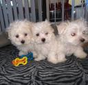 Healthy Maltese puppies with all papers logo
